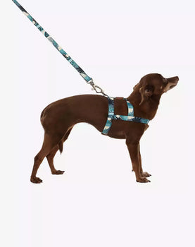 Conjunto Peitoral Tradicional e Guia Noronha